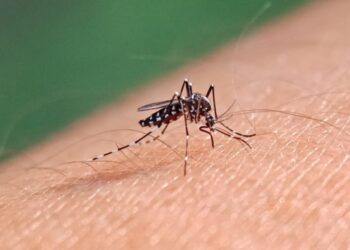 Penting Diketahui! Ini Perbedaan Gejala DBD Dulu dan Sekarang