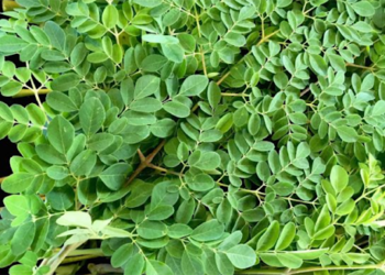 Khasiat Daun Kelor Yang Mampu Halau Penyakit