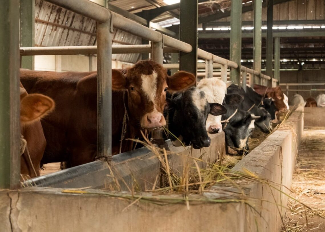 Tak Mau kecolongan, DKPP kota Bandung Vaksin 500 Sapi