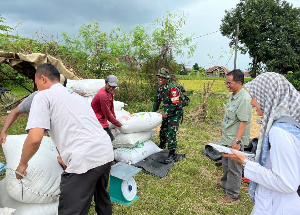 Bulog Cirebon Pimpin Nasional, Serapan Gabah BULOG Capai Rekor Sepanjang Sejarah