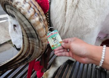 Postmortem Kurban, 90 Persen Daging Aman Konsumsi