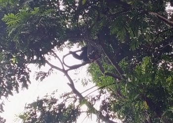 7 Satwa Tewas dan Siamang Stres di Bandung Zoo, Diduga Ini Penyebabnya