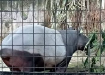 Tinggalkan Gawai, Anak-anak Belajar Sayangi Satwa di Bandung Zoo
