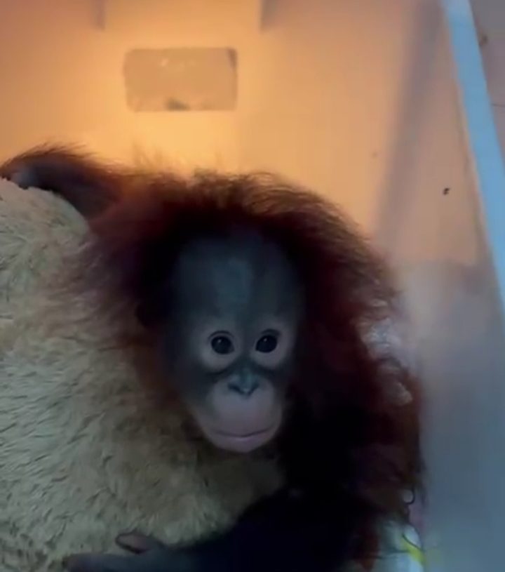 Tama, Jerit Sunyi dari Jeruji Bandung Zoo