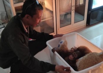 Jeritan Tanpa Suara di Bandung Zoo, Saat Satwa Menghitung Hari Menuju Kematian