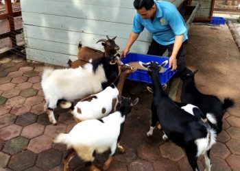 Bandung Zoo Sunyi, Keeper Menangis Saat Pakan Satwa Menipis