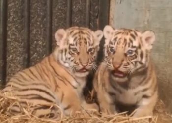 Dua Harimau Benggala Lahir di Bandung Zoo, Konservasi di Tengah Keterbatasan