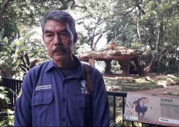 Sunyi yang Menyayat, Satwa Damai, Karyawan Bandung Zoo Gelisah