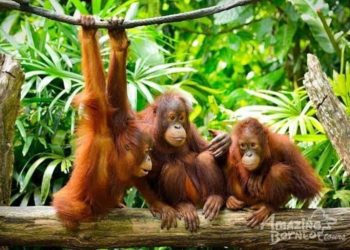 Orang Utan Pulang ke Kalimantan: Bayangan Luka di Balik Rehabilitasi