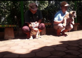 Bukan Sons of Anarchy! Huru Hara di Bandung Zoo Bikin Gemas
