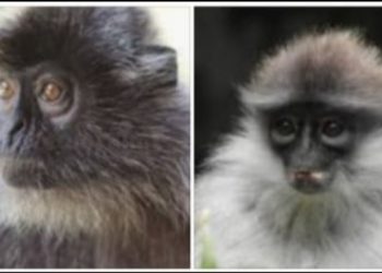 Bandung Zoo Jadi Benteng Terakhir Surili di Tengah Abainya Negara