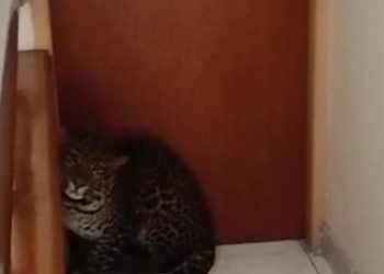 Macan Tutul Ganggu Pagi Bandung, Warga Panik Hotel Jadi Lokasi Evakuasi