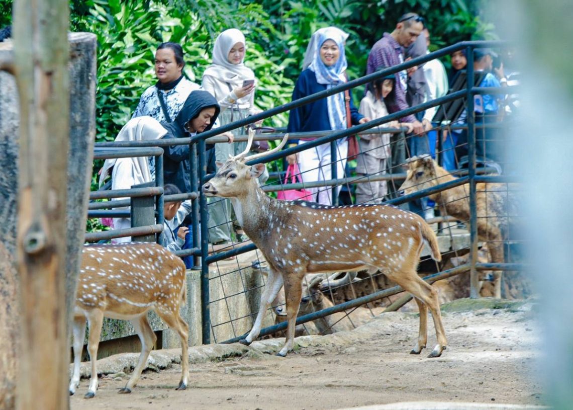 Di Balik Penutupan Bandung Zoo, Pemkot Pilih Jadi Penonton