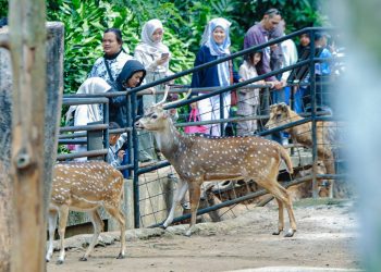 Di Balik Penutupan Bandung Zoo, Pemkot Pilih Jadi Penonton