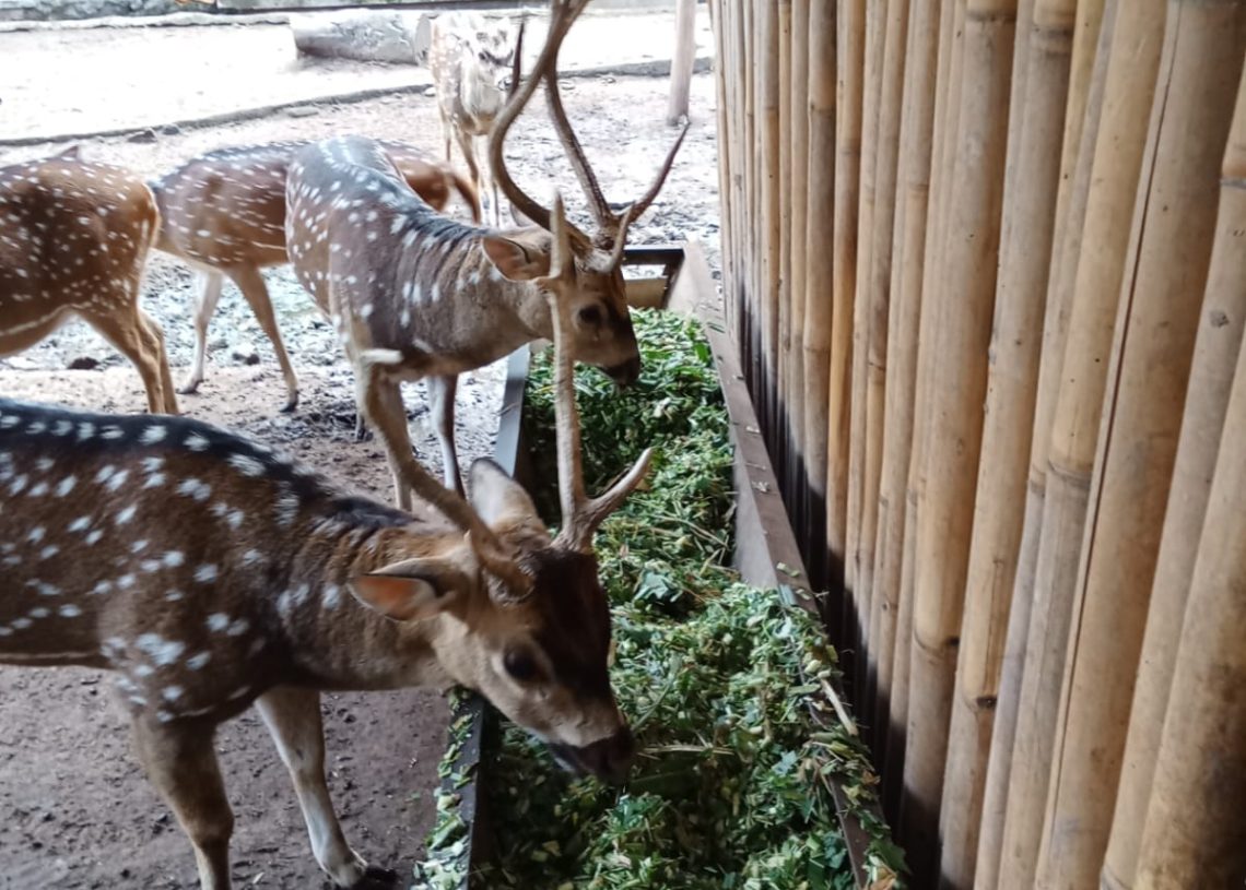 Bandung Zoo Buka Terbatas, Fokus pada 2 Hal Ini, Apa Saja?