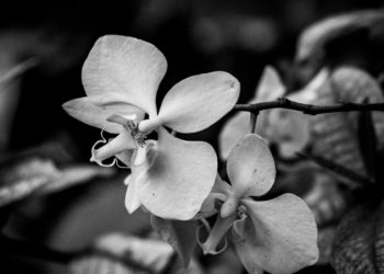 Ironi Bisnis Anggrek, Kreativitas yang Tumbuh di Tengah Abainya Regulasi