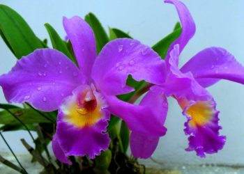 Bisnis Anggrek, Peluang Hijau Bernilai Emas dari Jawa Barat