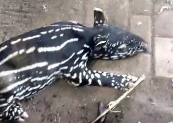 Bandung Zoo Sambut Tapir Jantan F2, Bukti Sukses Program Breeding
