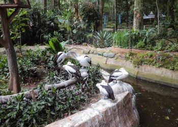 Wacana RTH Kebun Binatang Bandung Dinilai Akan Menghapus Ingatan Kota