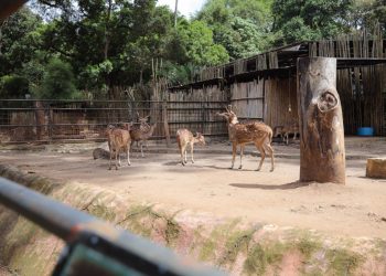 Wacana RTH Kebun Binatang Bandung Dinilai Akan Menghapus Ingatan Kota