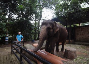 Wacana RTH Kebun Binatang Bandung Dinilai Akan Menghapus Ingatan Kota