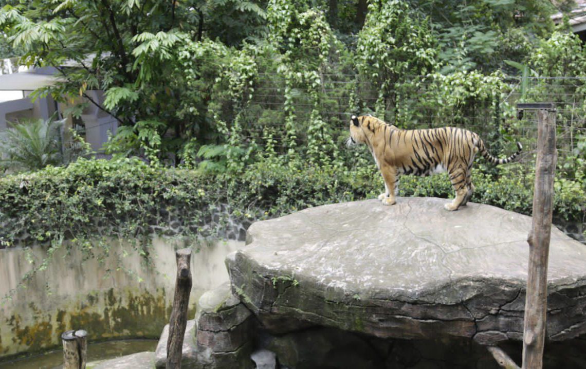 Dua Anak Harimau Mati, Penutupan Bandung Zoo Pemkot Disorot Lagi