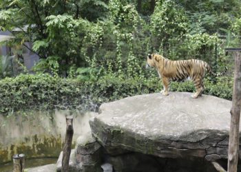 Dua Anak Harimau Mati, Penutupan Bandung Zoo Pemkot Disorot Lagi